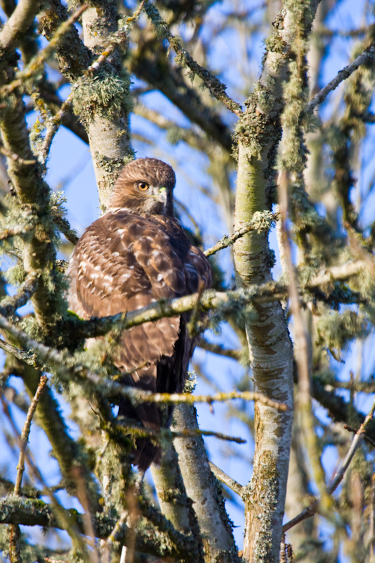 Red-Tailed Hawk